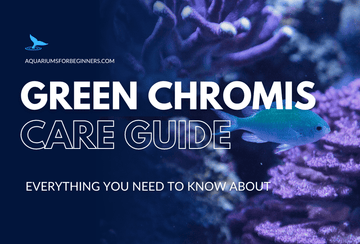 Green Chromis Care Guide: All About the Ocean’s Azure Gem