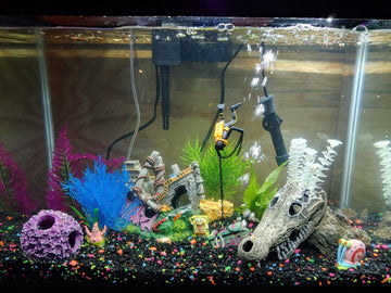 Best 20 Gallon Fish Tanks of 2024