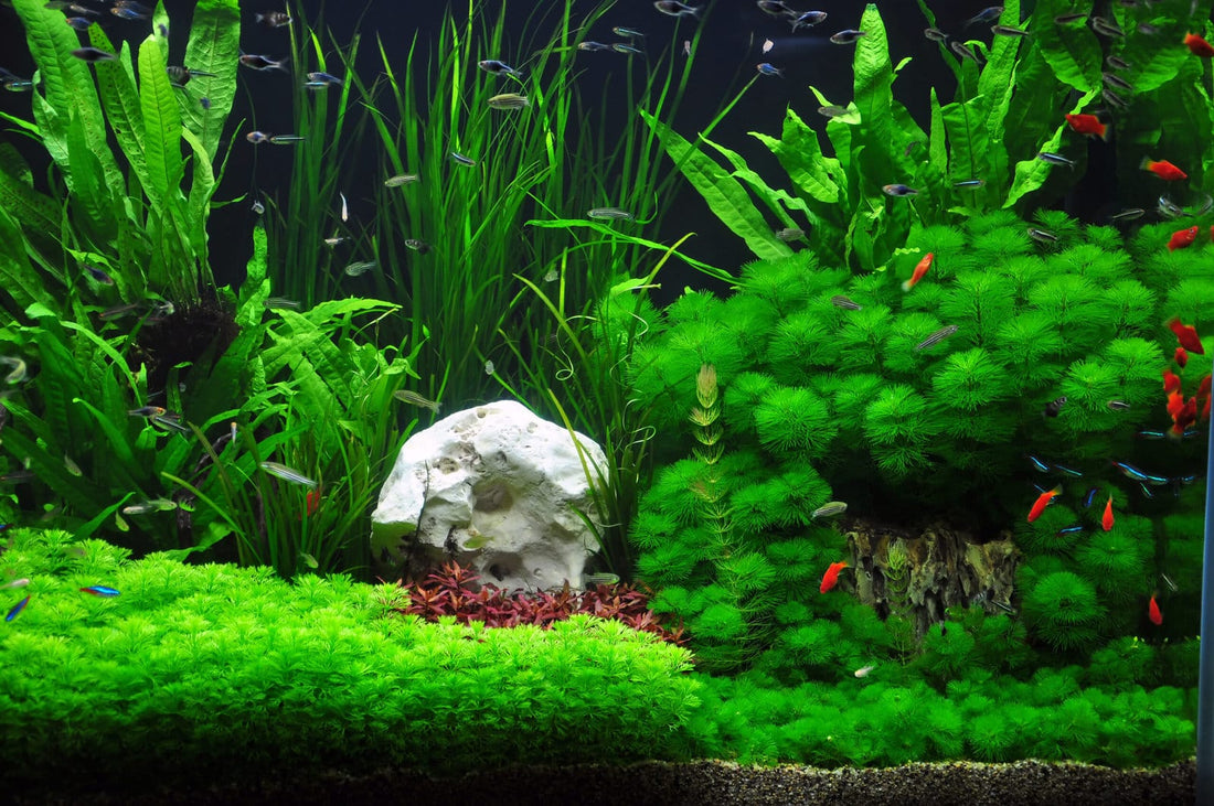 Aquariums 101: Aquascaping
