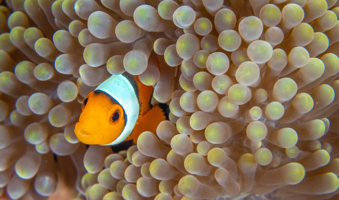 Finding Nemo? We love Ocellaris Clownfish!