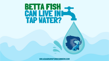 Can Betta Fish Live in Tap Water? (2024)