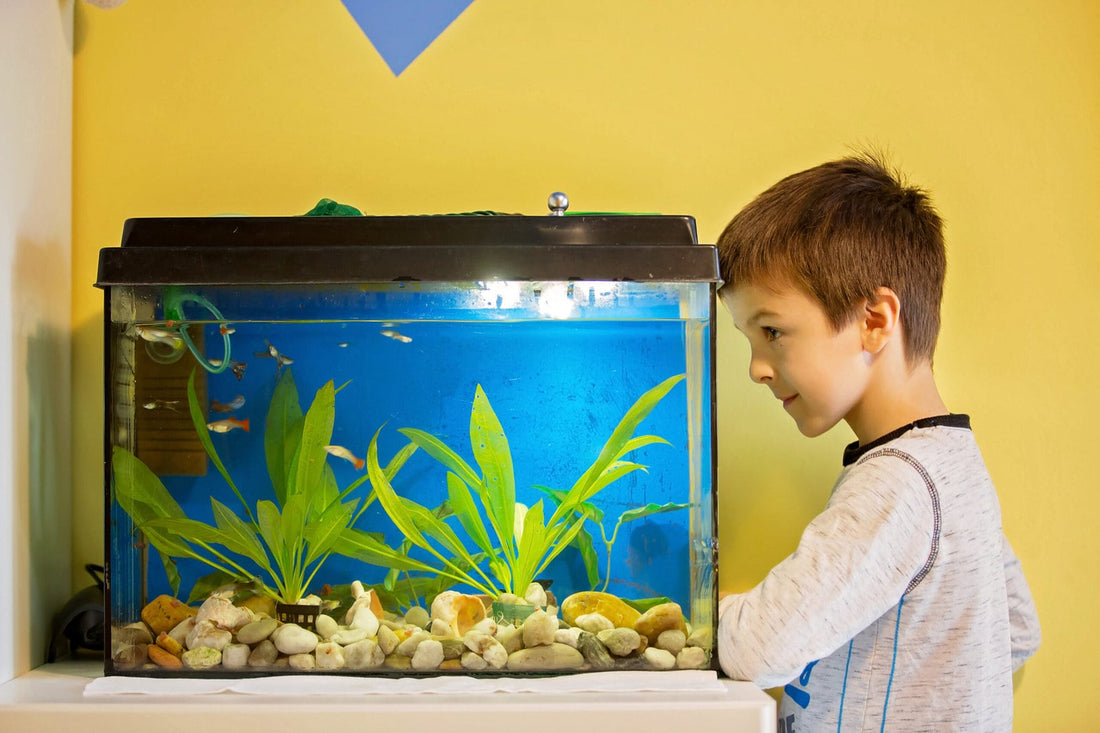 Aquariums 101: Tanks and Stands