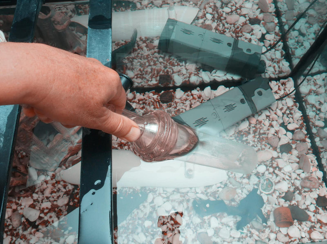 How to Clean your Freshwater Aquarium