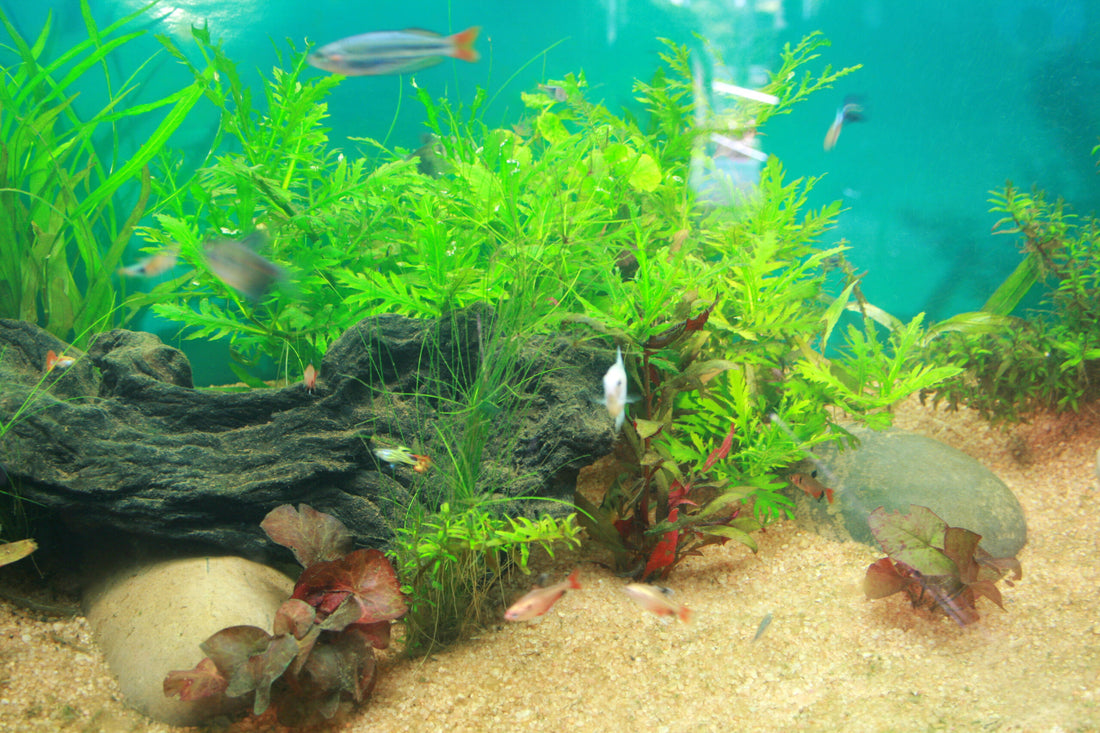 Best Cold Water Aquarium Fish (20 Options!)