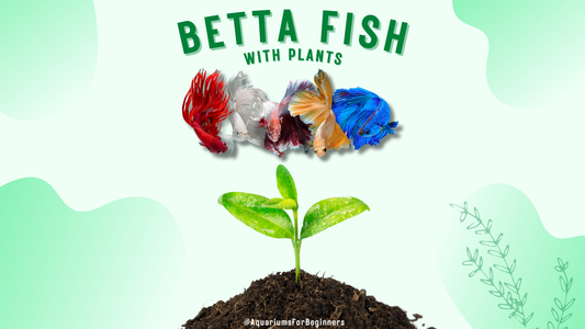 Keeping a Betta Fish with Plant