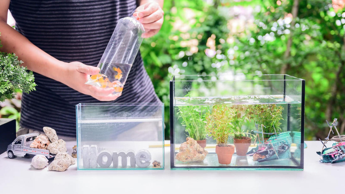 How To Quarantine Fish in 2022