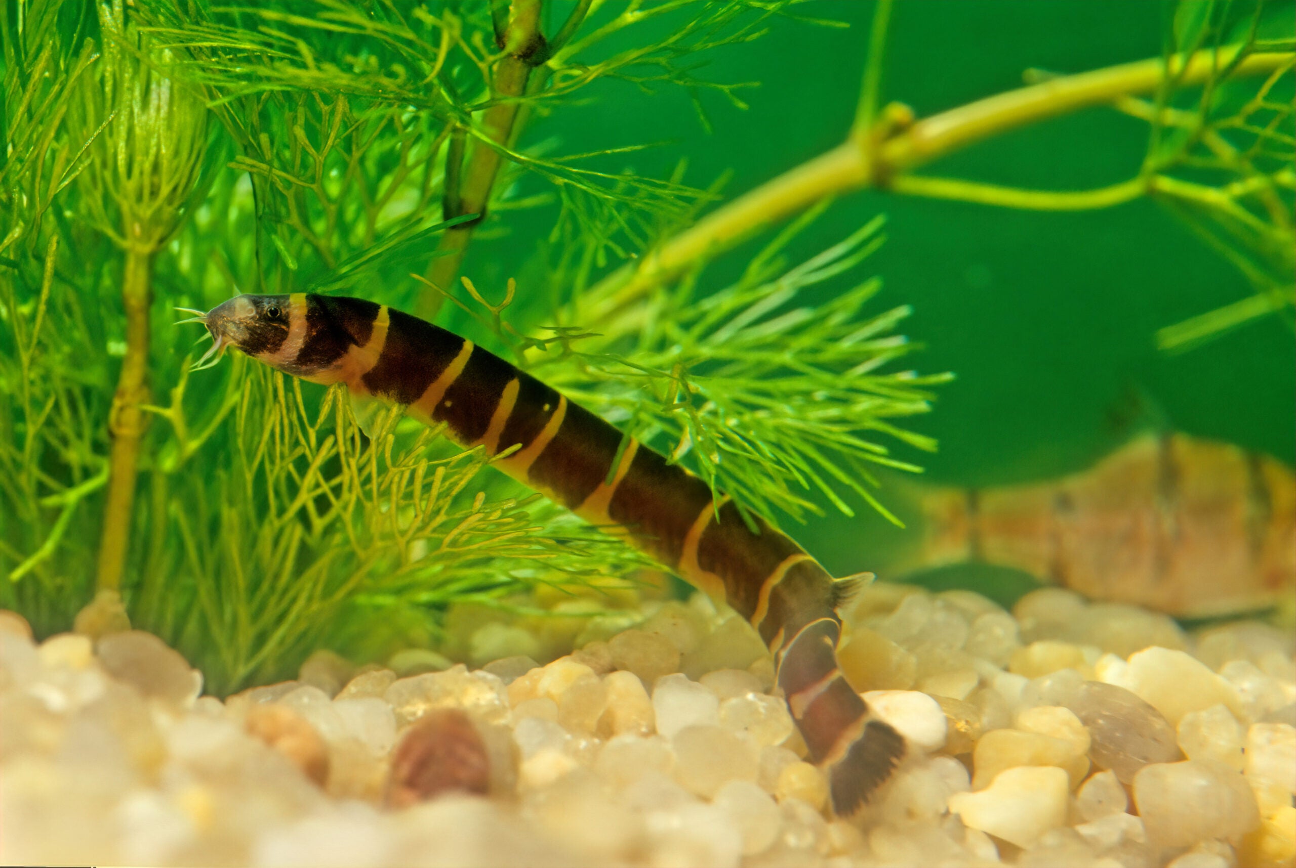 Watch This Kuhli Loach Explore Its Habitat - def2rh7