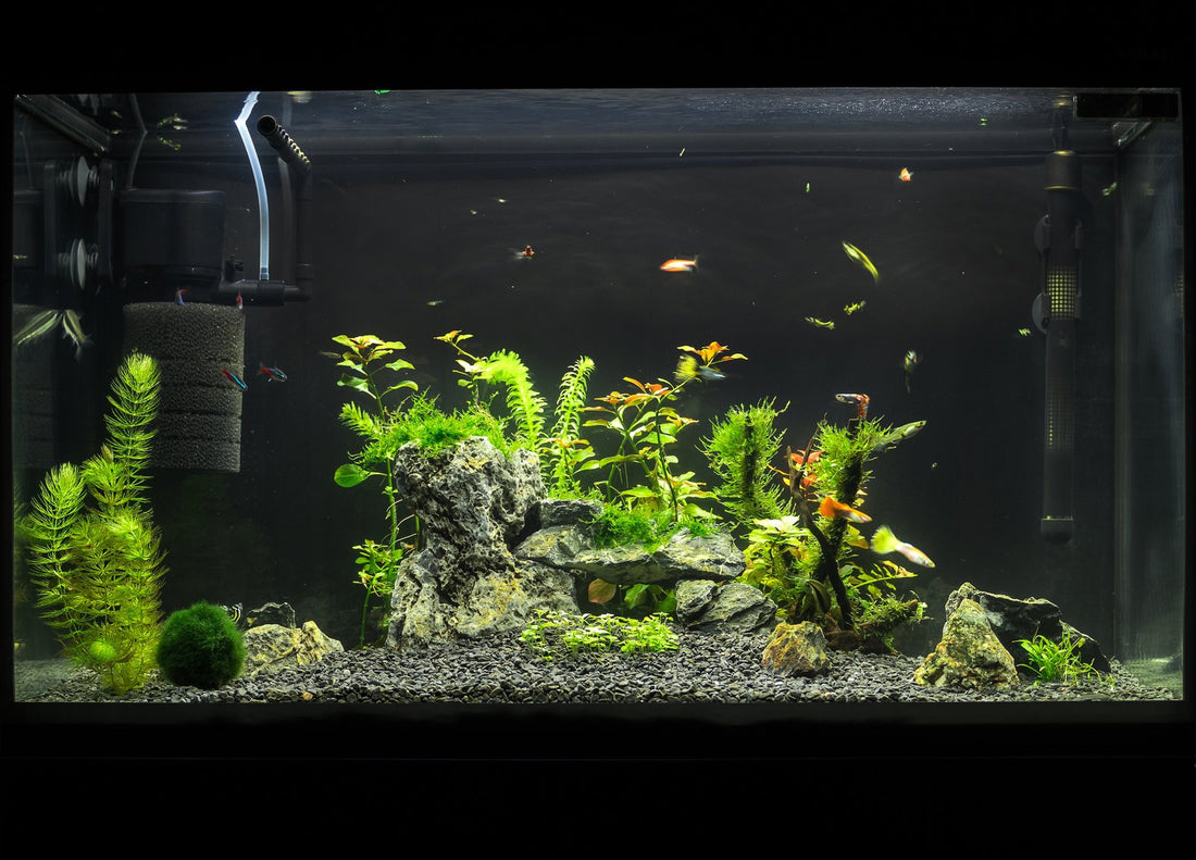 Best 10 Gallon Aquarium Filter (2024 Buyer’s Guide)