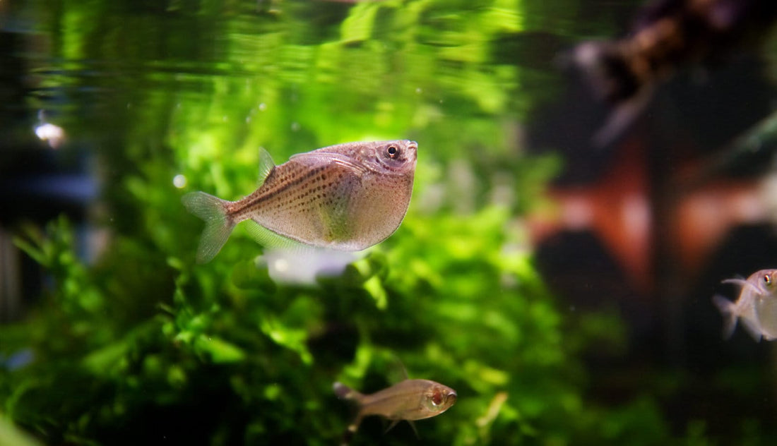 How To Save a Dying Fish?