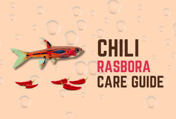 Chili Rasbora Care Guide (June 2024)
