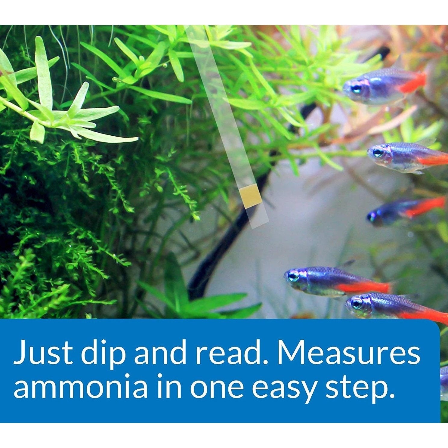 API Ammonia Test Strips NH3 / NH4 for Freshwater and Saltwater Aquariums Aquariums For Beginners