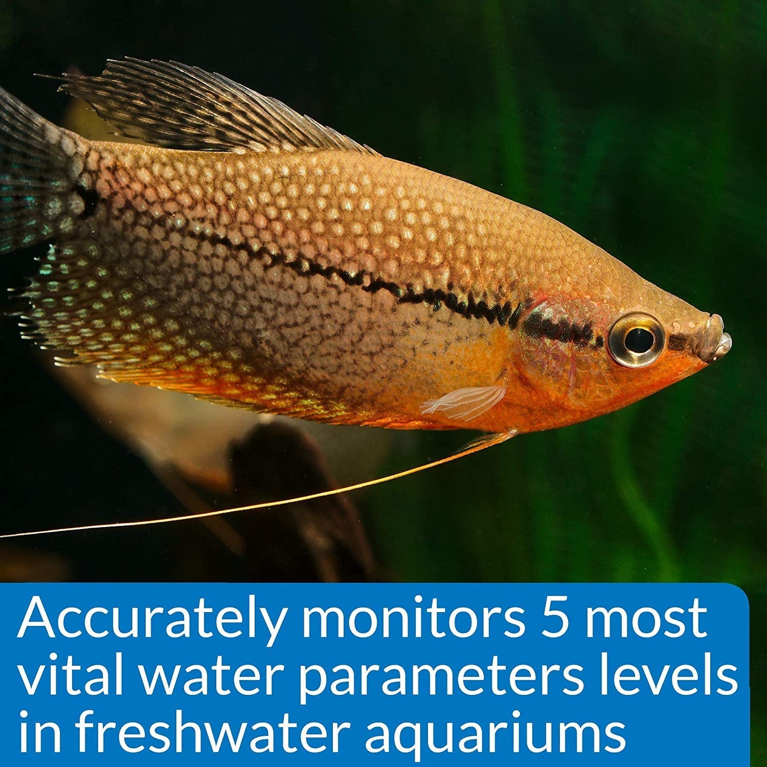 API Freshwater Master Test Kit Aquariums For Beginners