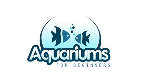 Aquariums For Beginners