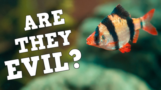 Tiger Barb Fish: Are You Willing To Take The Risk?