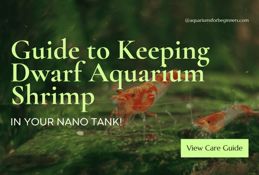 Guide to Keeping Shrimp in a Nano Tank