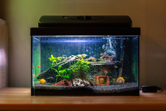 Aquariums 101: What to Do If Your Power Goes Out