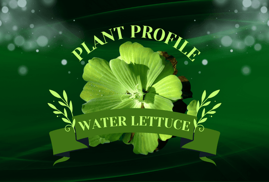 Plant Profiles: Water Lettuce