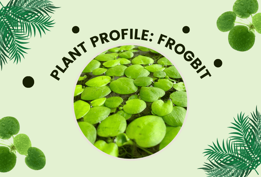 Plant Profiles: Amazon Frogbit