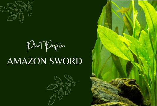 Plant Profiles: Amazon Sword