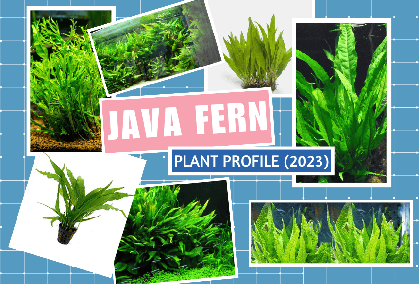 Plant Profiles: Java Fern