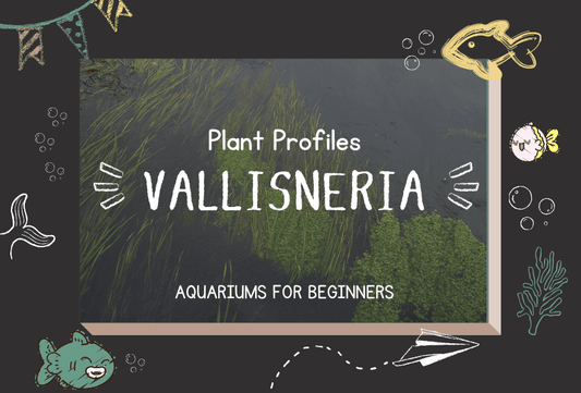 Plant Profiles: Vallisneria