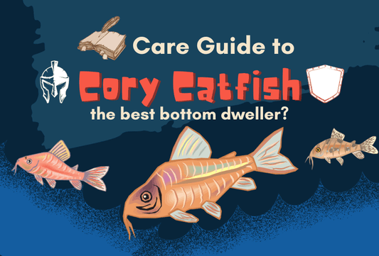 The Cory Catfish – The Best Bottom Dweller?