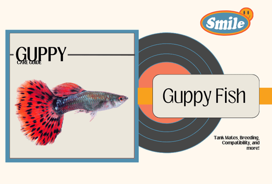 Guppy Fish Care Guide: Tank Mates, Breeding, Compatibility, and more!