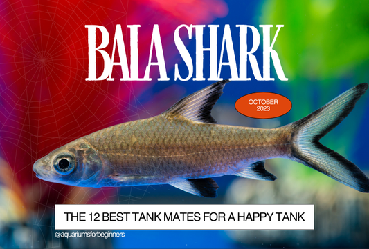 Bala Shark: The 12 Best Tank Mates for a Happy Tank