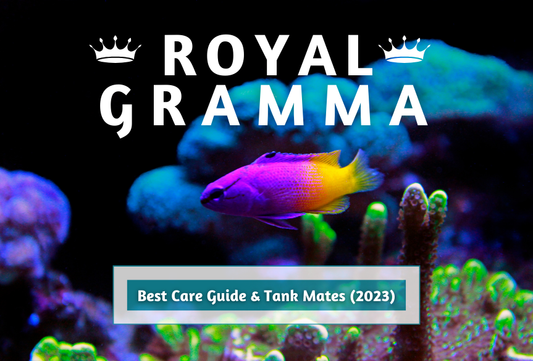 Royal Gramma – Best Care Guide & Tank Mates (2023)