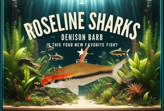 Roseline Shark (Denison Barb) – Is This Your New Favorite Fish?