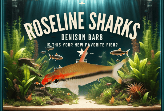 Roseline Shark (Denison Barb) – Is This Your New Favorite Fish?