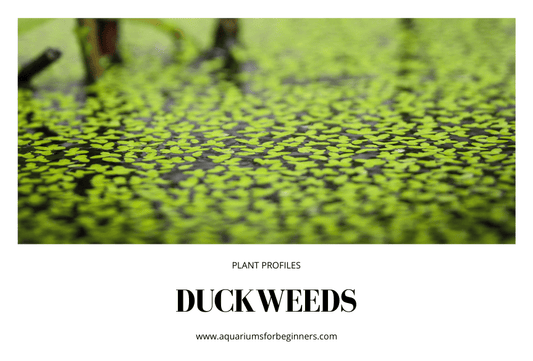 Plant Profiles: Duckweed