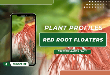 Plant Profiles: Red Root Floaters