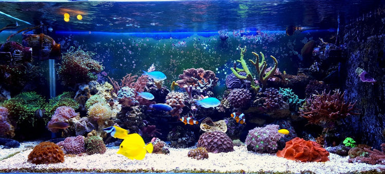 Curated visual reference: Fresh Look at 10 Of The Best Reef Safe Fishes For A Marine
