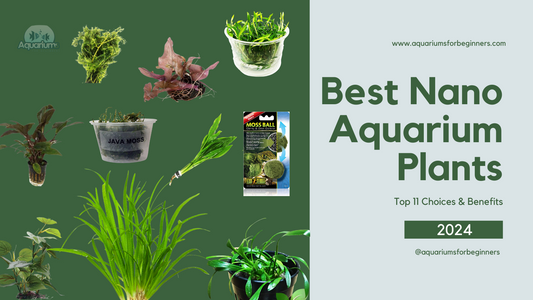 Best Nano Aquarium Plants | Top 11 Choices & Benefits (March 2024)