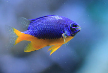 Damselfish Fact and Care Guide: Diet, Temperature and More!