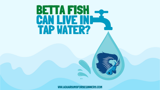 Can Betta Fish Live in Tap Water? (2024)