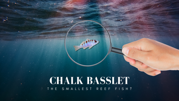 Chalk Basslet Size: The Smallest Reef Fish?