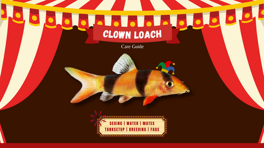 Clown Loach Care Guide (April 2024)