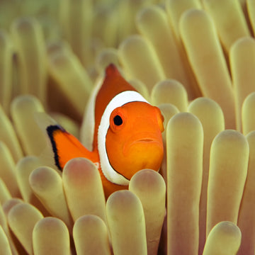 How Long Do Clownfish Live? (Clownfish Lifespan)