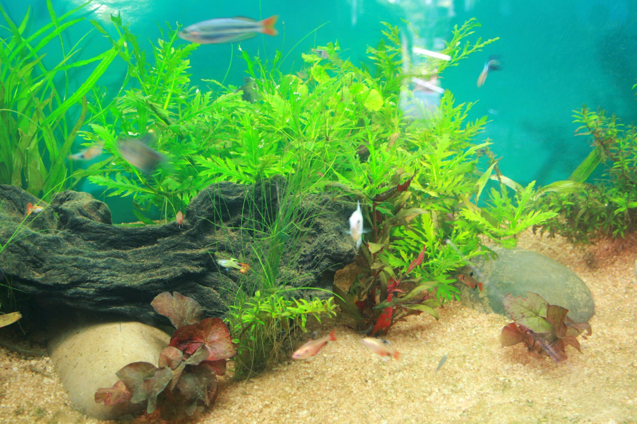 Best Cold Water Aquarium Fish (20 Options!) – Aquariums For Beginners