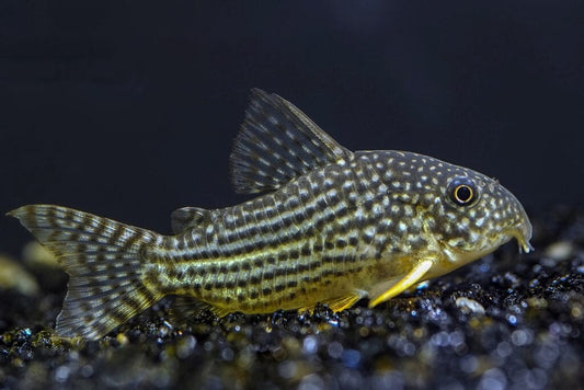 The Cory Catfish – The Best Bottom Dweller?