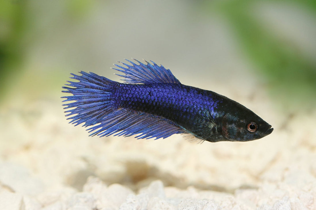 How Long Do Betta Fish Live?