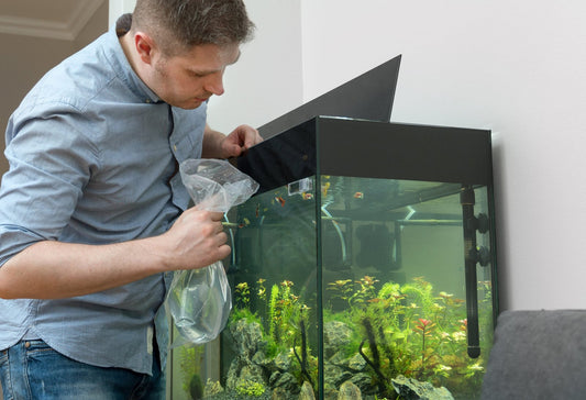 Aquariums 101: Fish Disease Diagnosis + Treatment