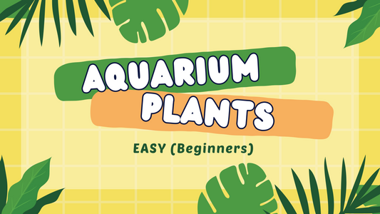 Easy Aquarium Plants for Beginners