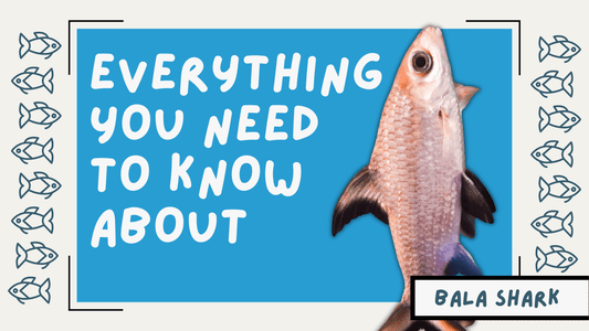 A promotional graphic for a blog with the headline 'EVERYTHING YOU NEED TO KNOW ABOUT BALA SHARK' and an image of a Bala Shark.