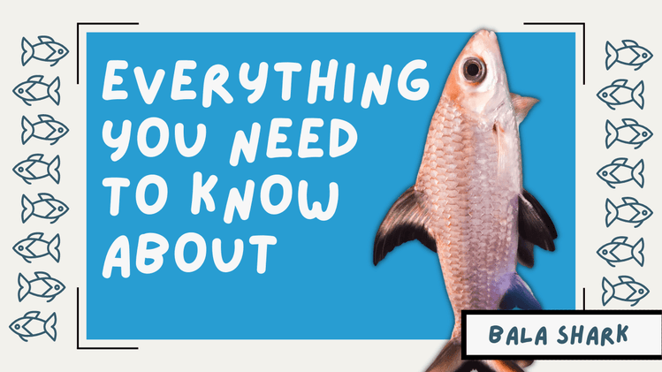 Freshwater Shark? Everything You Need to Know About Your Bala Sharks ...