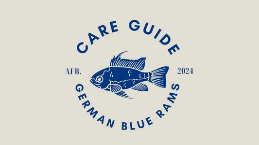 German Blue Rams Care Guide (April 2024)