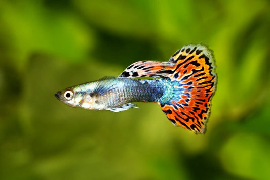 Guppy Fish Care Guide