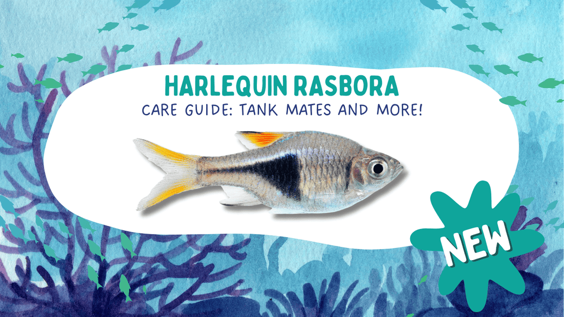 Harlequin Rasbora Care Guide: Tank Mates and More!